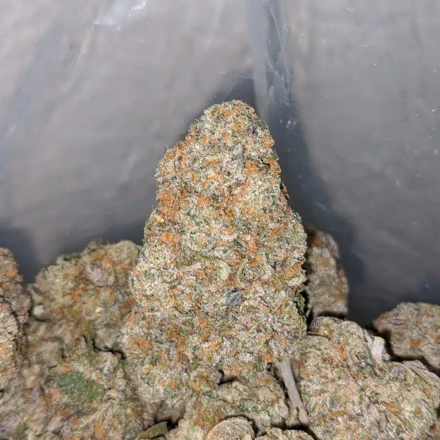 runtz x purple punch 4 I Runtz X Purple Punch