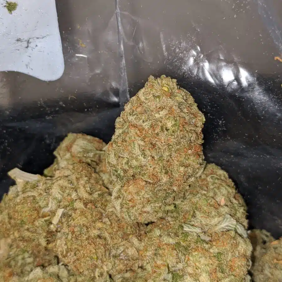 sherbert 4 I $69 Oz - Sherbert