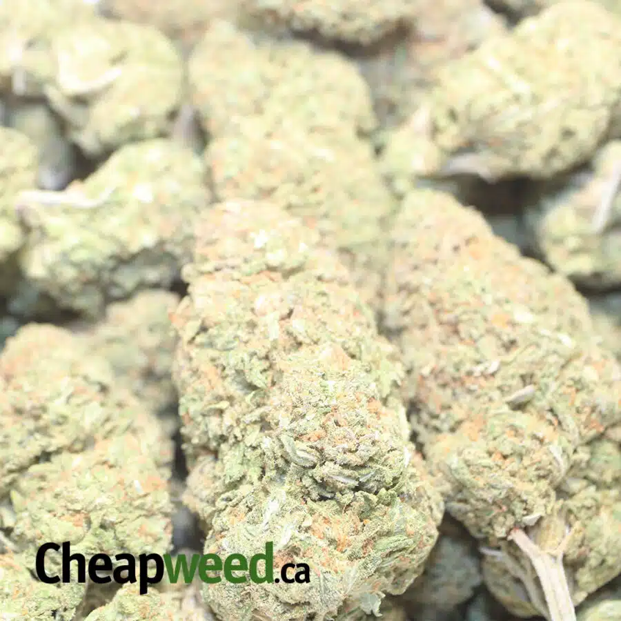 A COOKIES 1 I $ 63 Oz - Animal Cookies