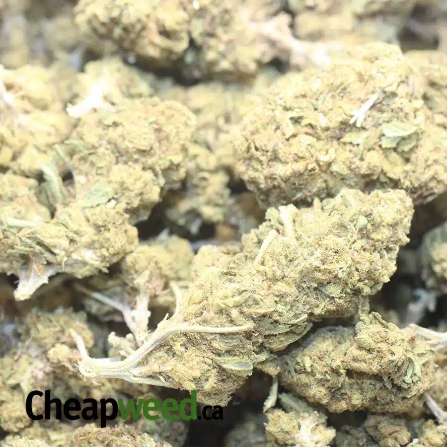 AA BLACK BUBBA 1 I AA Black Bubba