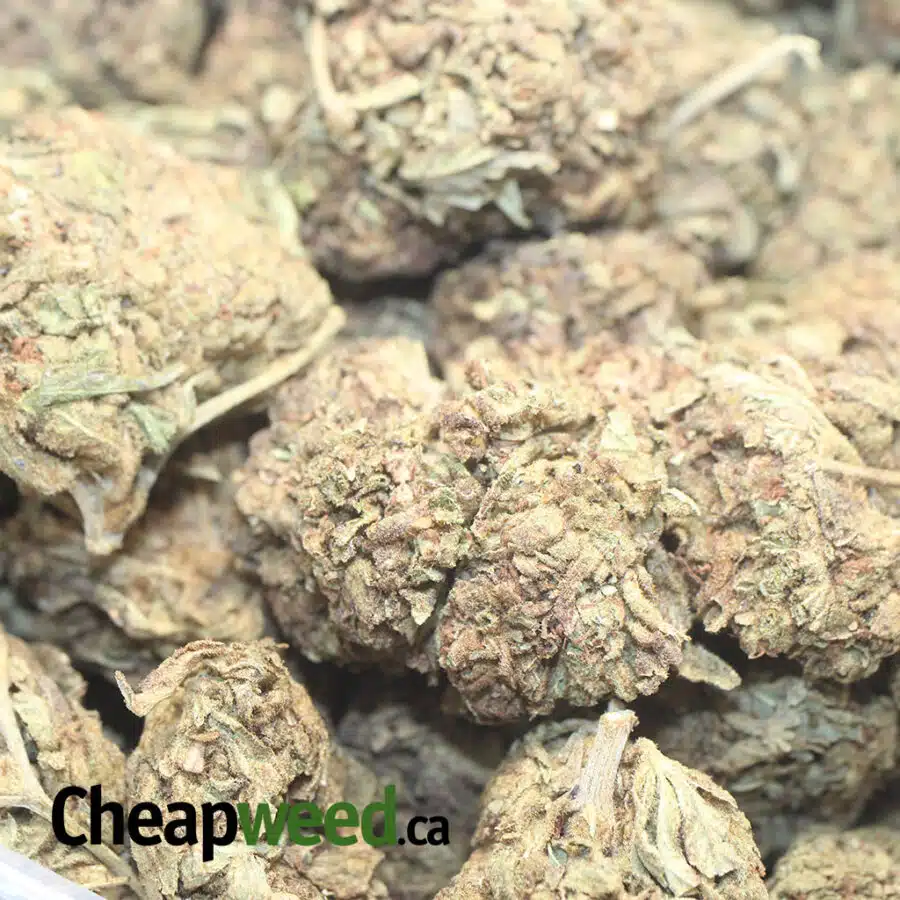 AA KUSH BS 1 I AA Kush Bulk Special