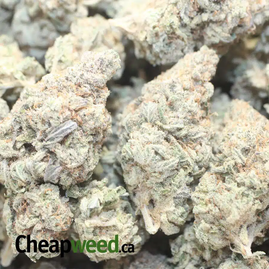 AA SWEET KUSH 1 I AA Sweet Kush