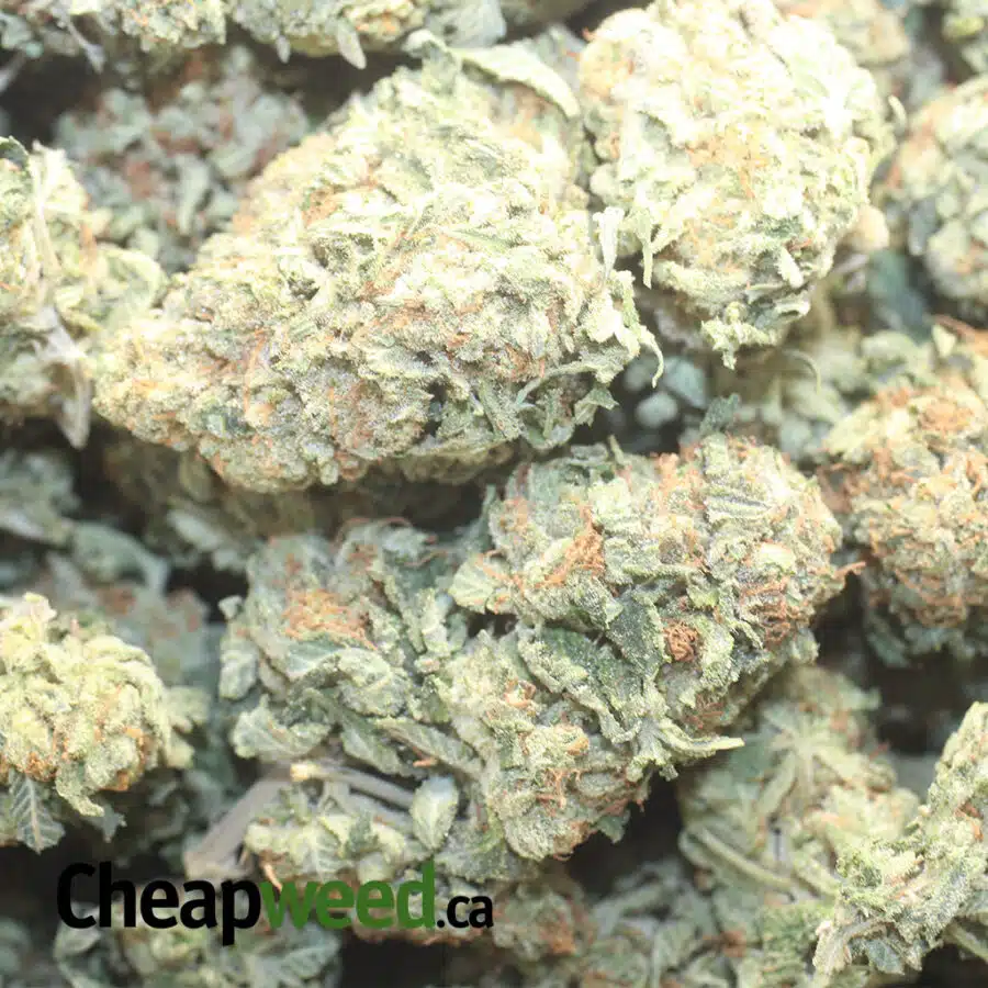 ABR 1 I $ 75 Oz - Afghani Bullrider