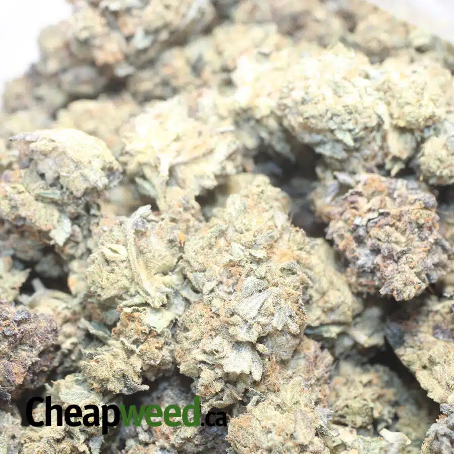 ABR DOD 1 1 I Afghani Bullrider - *Deal Of The Day*