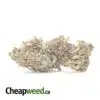 Afghani Bullrider - *Deal Of The Day*