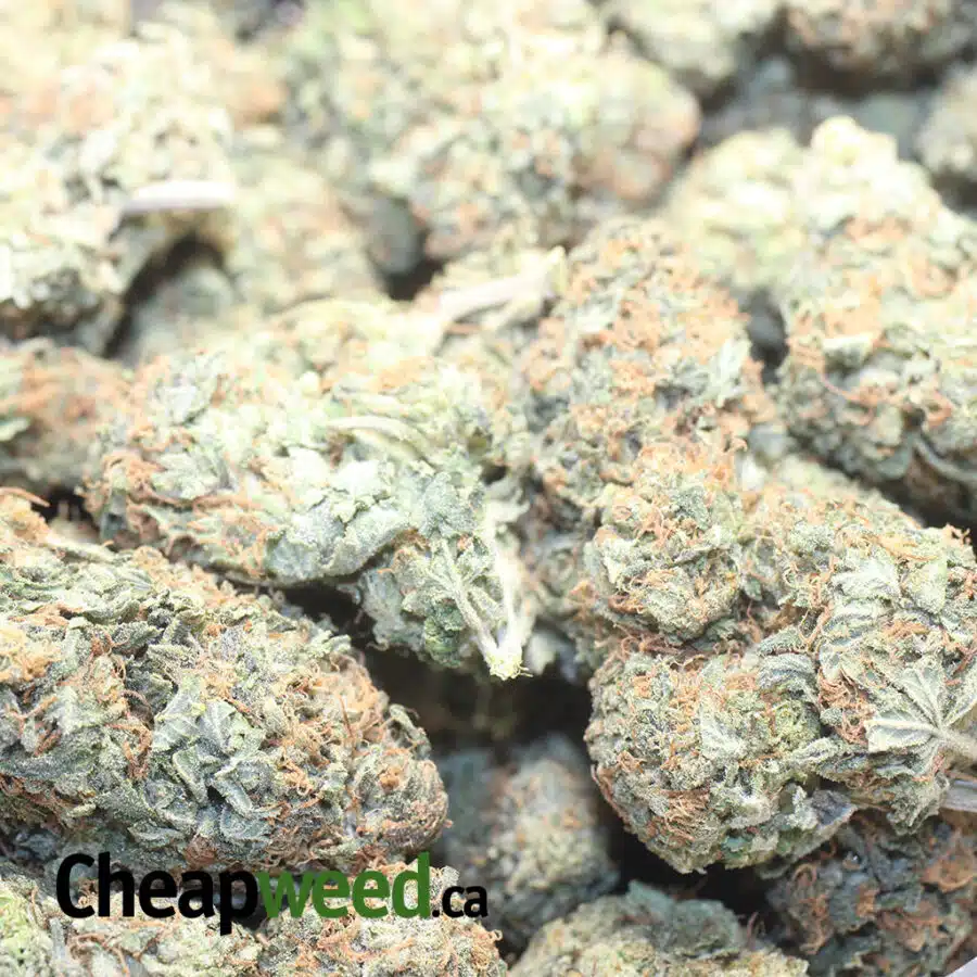 AURORA 3 I $ 69 Oz - Aurora