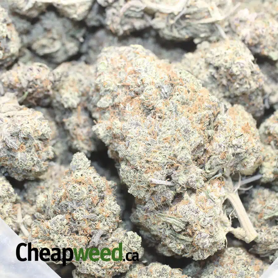 BBS 1 I Blackberry Soda