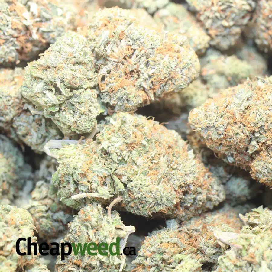 BS KUSH 1 I Butterscotch Kush