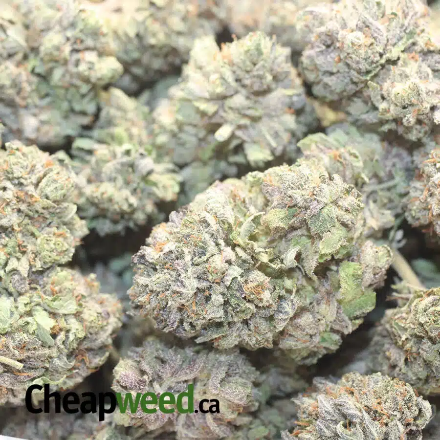 BSC 1 I $ 77 Oz - Black Cherry Soda