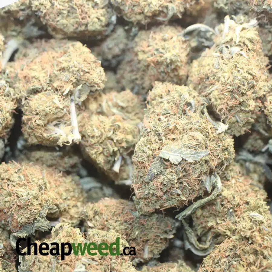 BUBBA K BS 1 I Bubba Kush Bulk Special