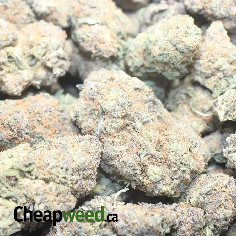 BUBBLE GUM 1 I $ 67 Oz - Bubblegum