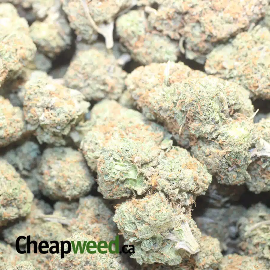 C BOMB 1 I $ 72 Oz - Cherry Bomb