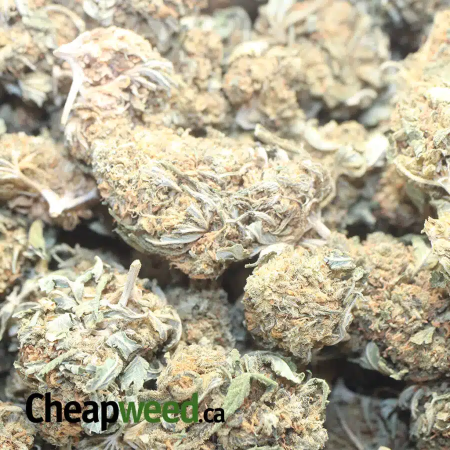 C GOLD BS 1 I Columbian Gold Bulk Special