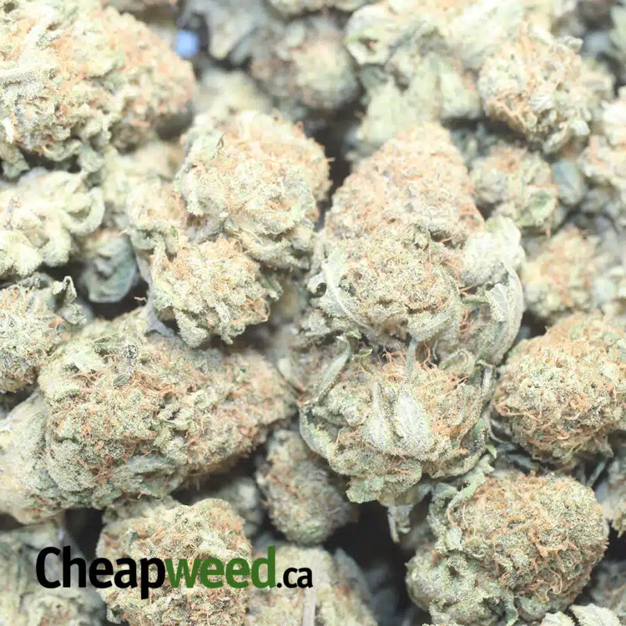CITRIX 1 I $ 68 Oz - Citrix