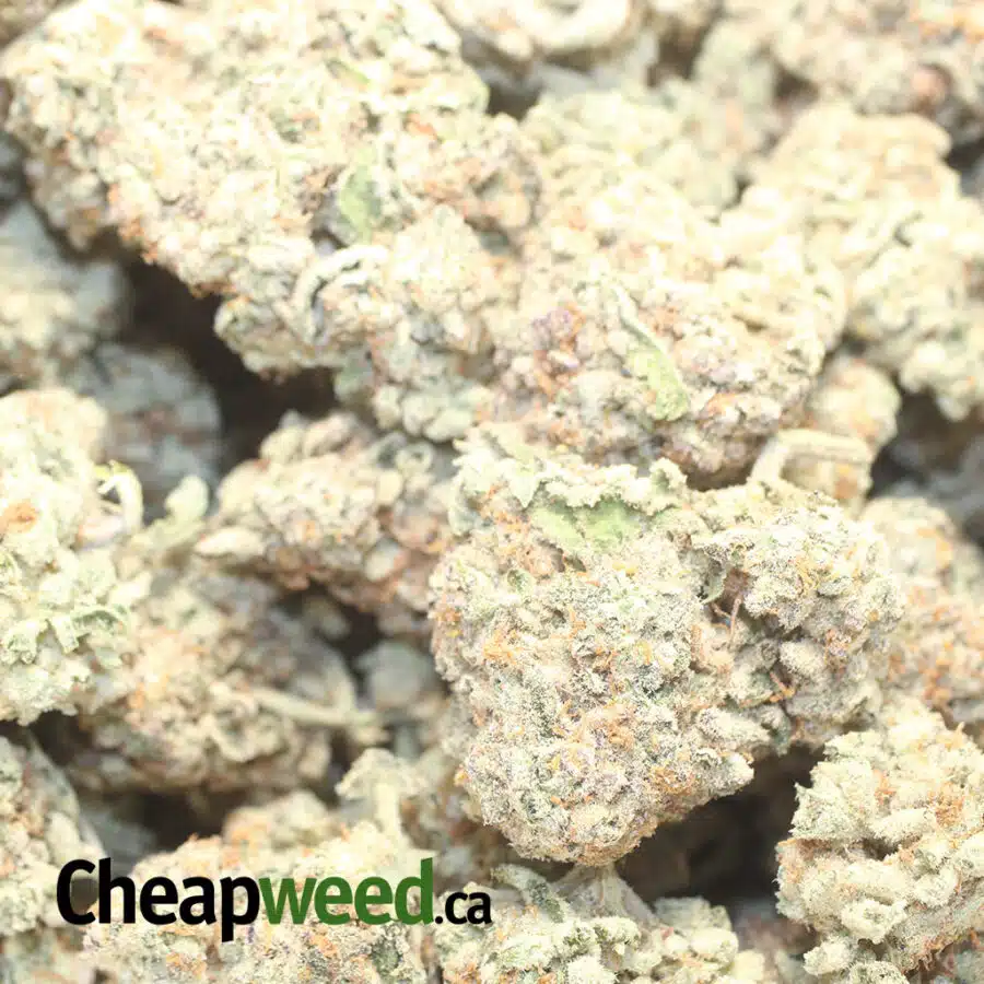 COOKIE M 1 I $75 Oz - Cookie Monster