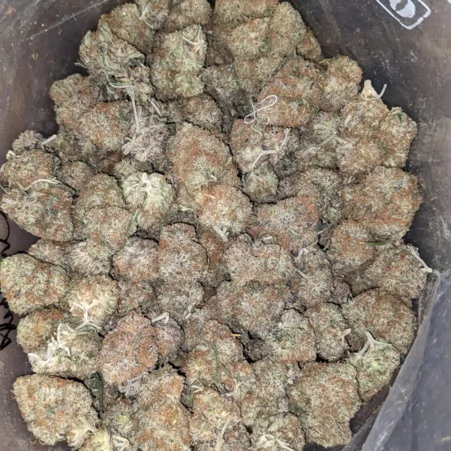 Chocolate Gelato 2 I Chocolate Gelato