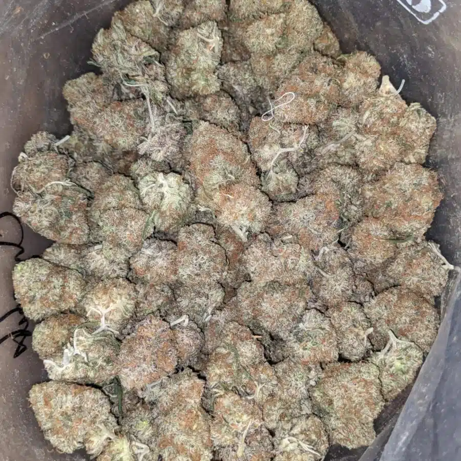 Chocolate Gelato