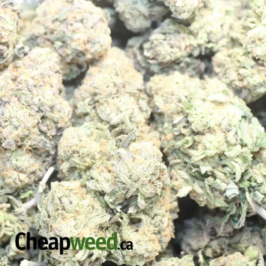 FRUIT GUSHERS 1 I $ 75 Oz - Fruit Gushers