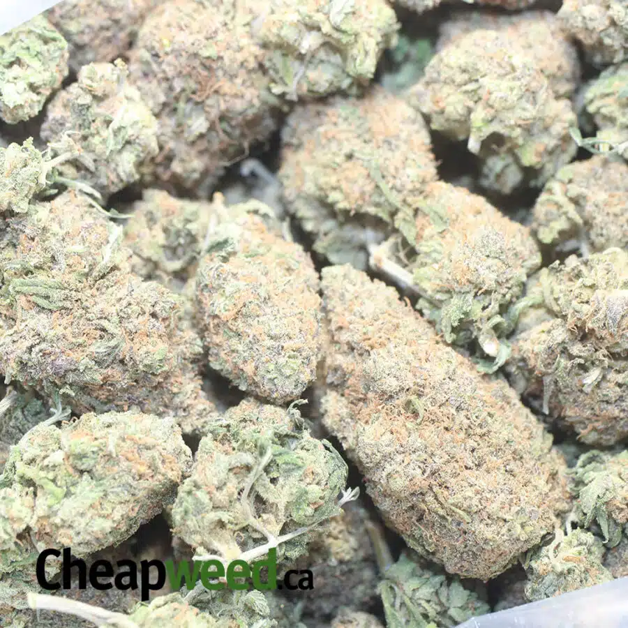 GELATO SKITLTLES 1 I Gelato Skittlez