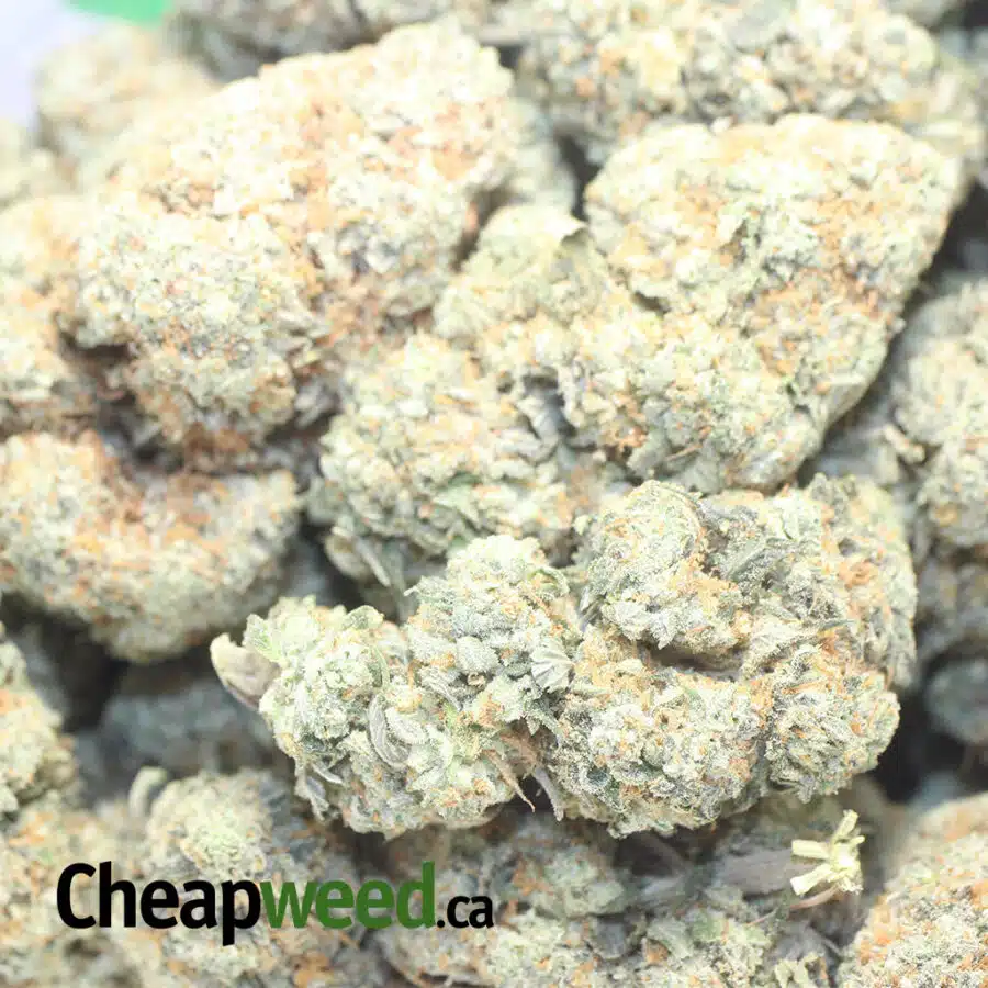 GOUDABERRY 1 I $69 Oz - Goudaberry