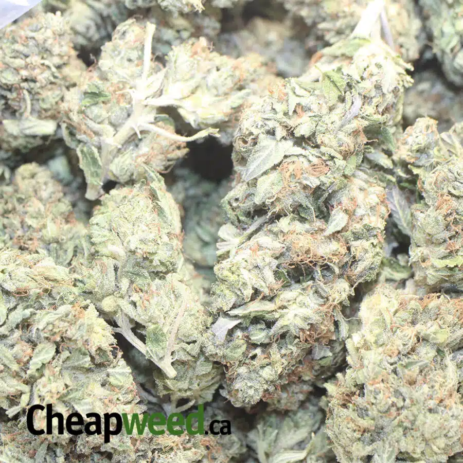 JEDI KUSH 1 I $59 Oz Jedi Kush
