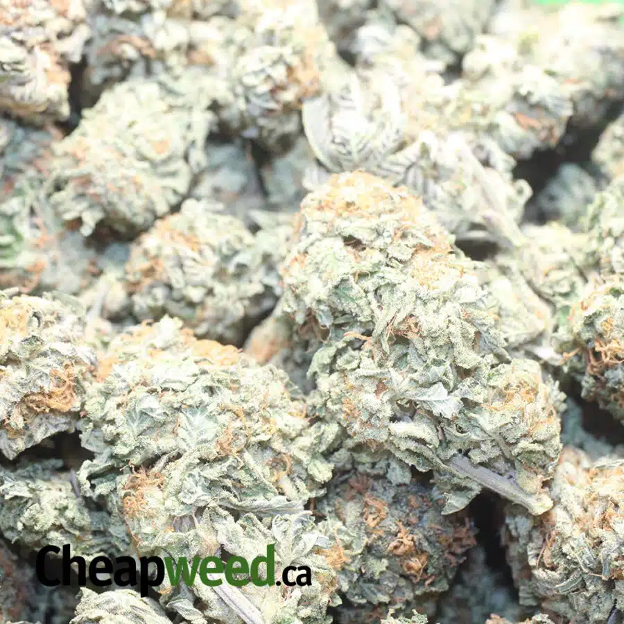 KING KUSH BUBBA 1 I Kings Kush Bubba