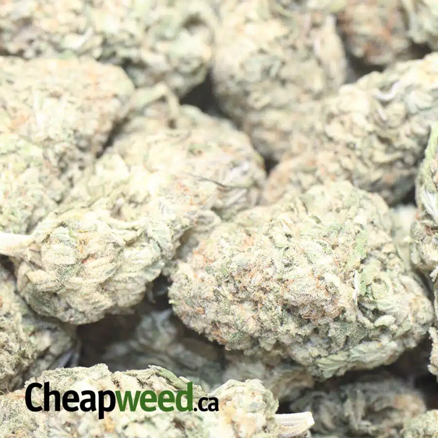 L PE 3 I Lemon Pineapple Express