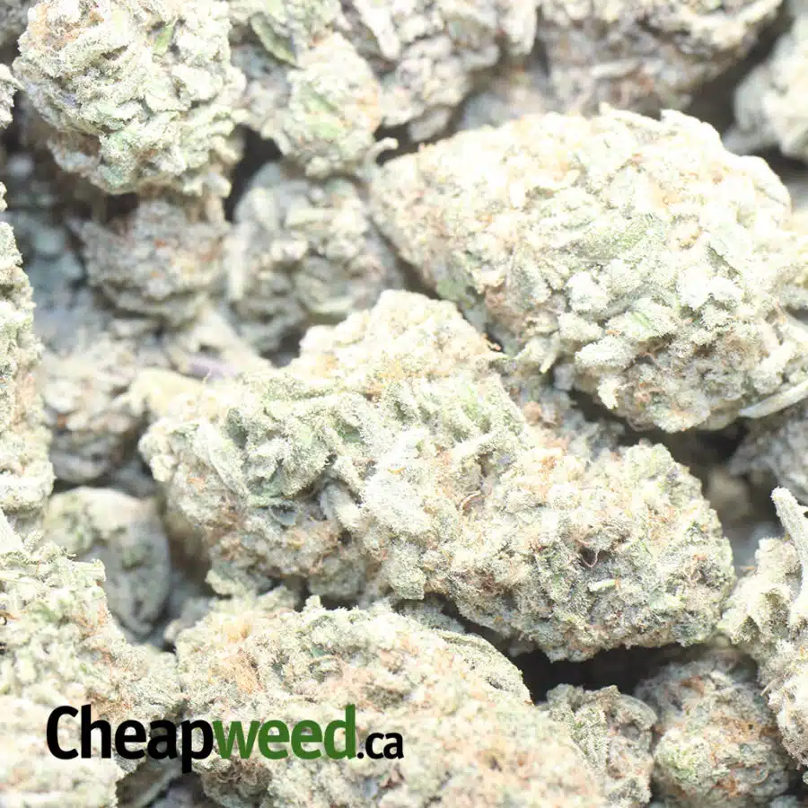 MAC 10 I $79 Oz - Mac #10