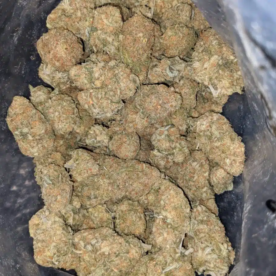 Alternative view of $ 69 Oz - Sherbet