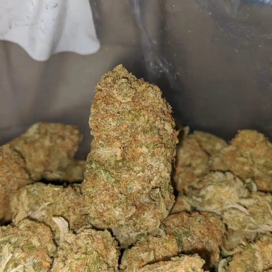 MANGO KUSH 3 1 I $ 69 Oz - Sherbet