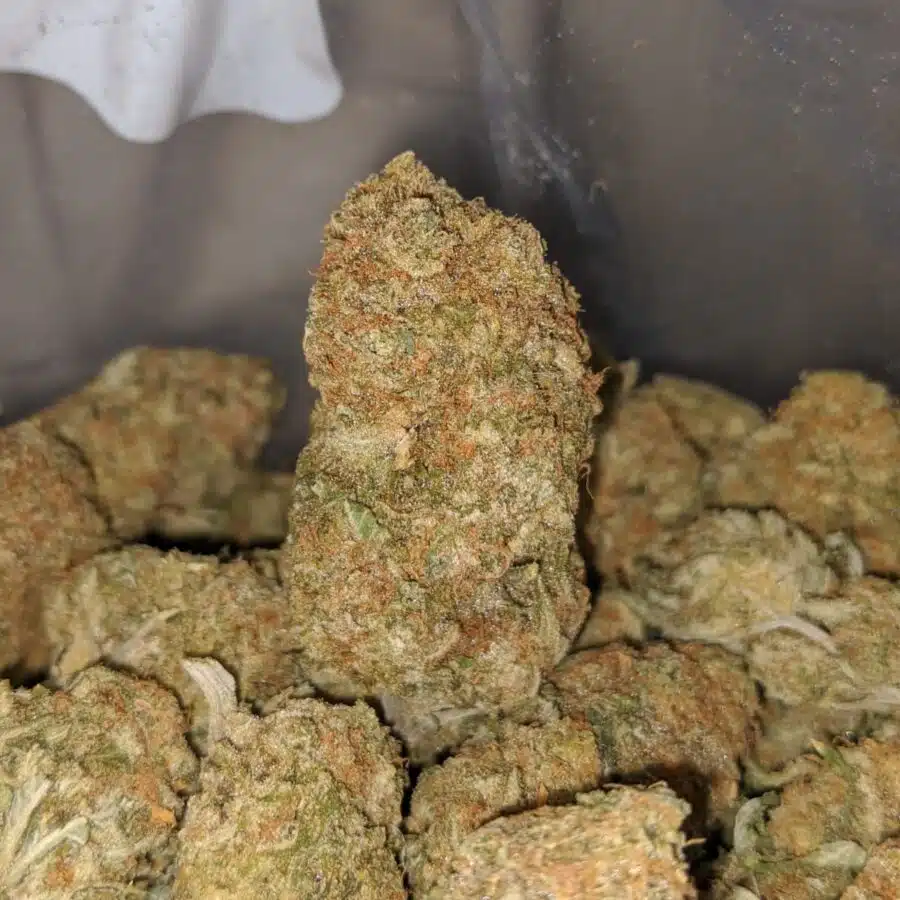 MANGO KUSH 4 1 I $ 69 Oz - Sherbet