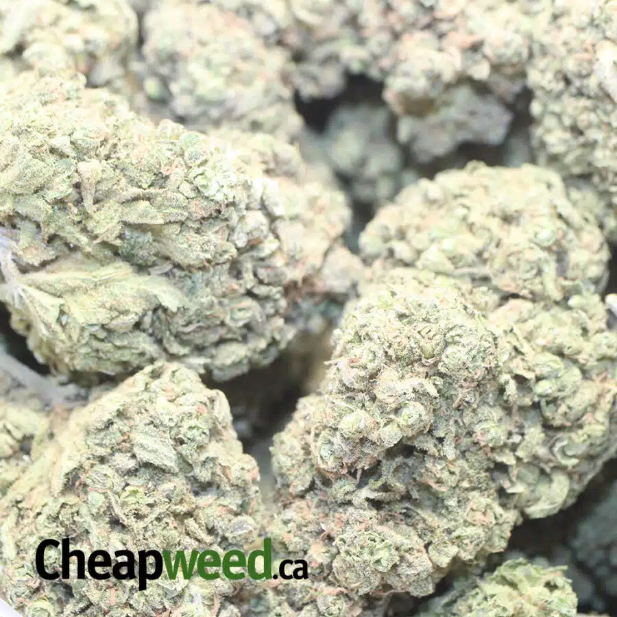 MIMOSA COOKIES 1 I $ 79 Oz - Mimosa Cookies