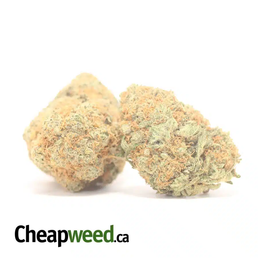O DREAM 1 I $81 Oz - Orange Dream