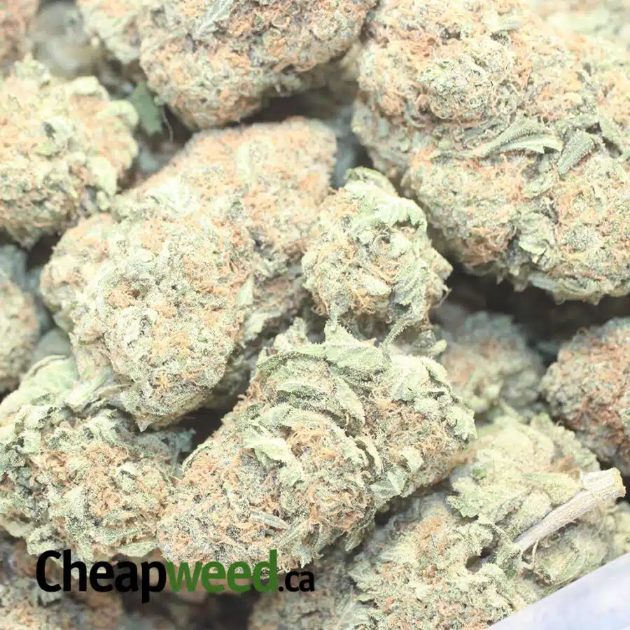 O DREAM I $81 Oz - Orange Dream