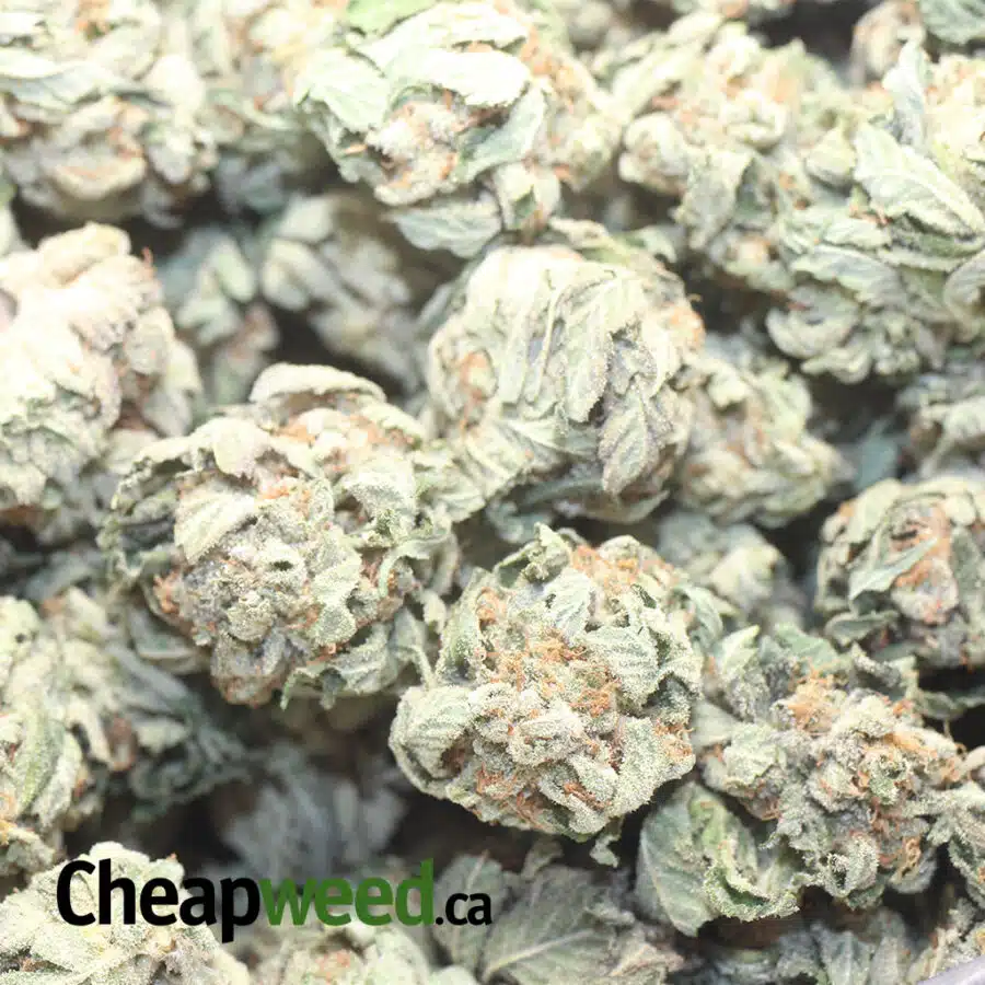 OG KUSH DOD 1 I OG Kush - *Deal of the Day*