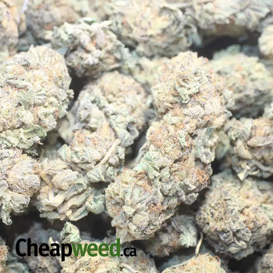 P COSMIC BS 1 I Purple Cosmic Bulk Special