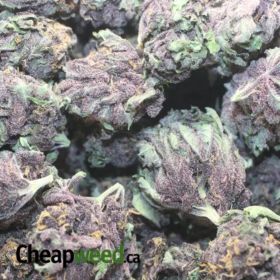 P HUCKLEBERRY DOD 1 I Purple Huckleberry - *Deal Of The Day*