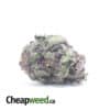 Purple Huckleberry - *Deal Of The Day*