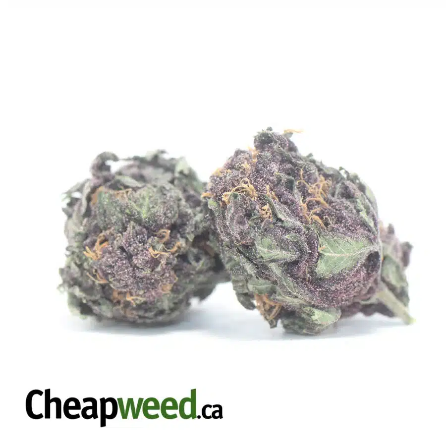 Alternative view of Purple Huckleberry - *Deal Of The Day*