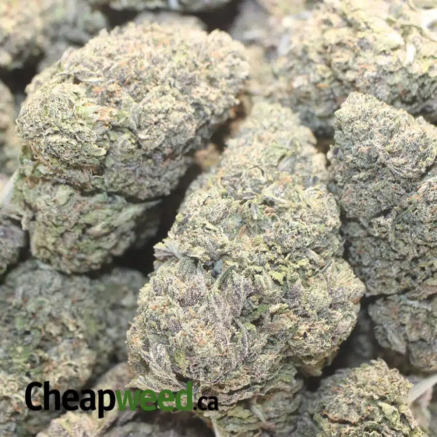 P LAKC 1 I Purple LA Kush Cakes