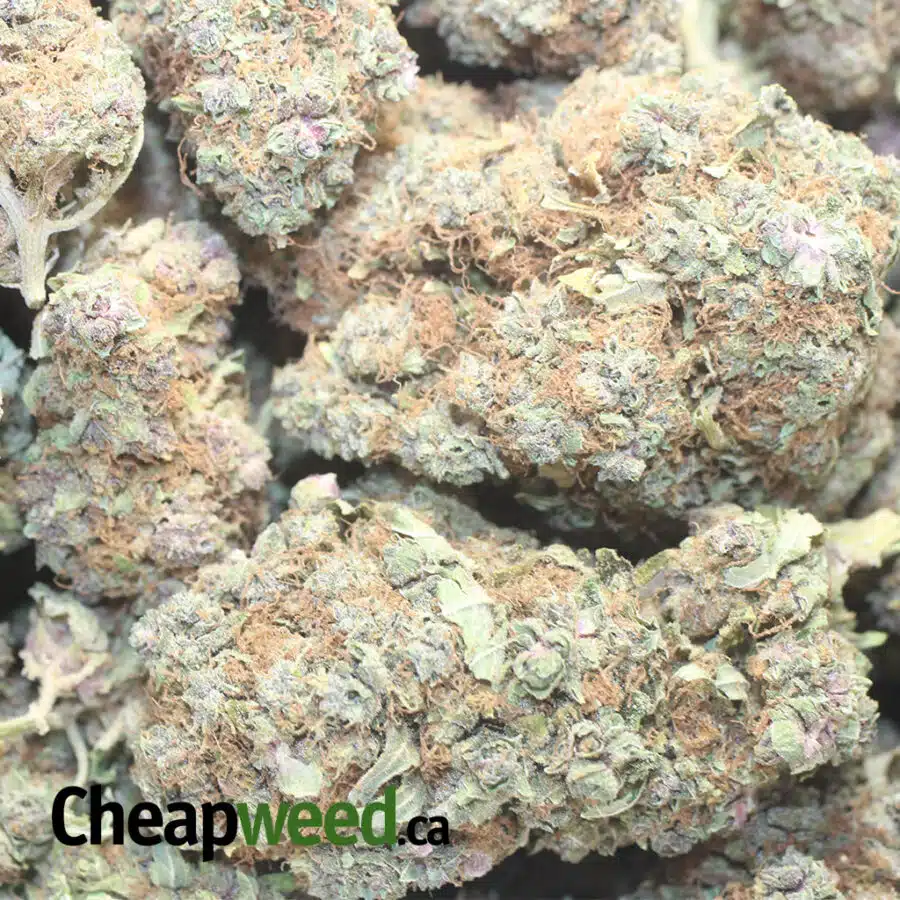 P URKLE 1 I $ 68 Oz - Purple Urkle