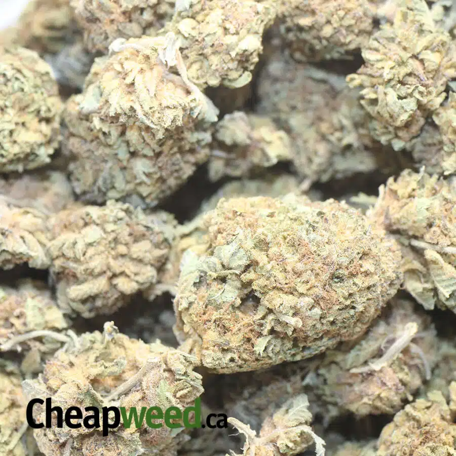 P WIDOW BS 1 I Purple Widow Bulk Special