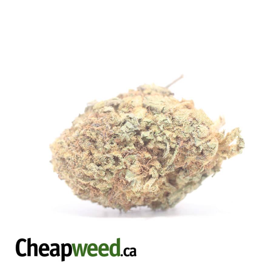 Purple Widow Bulk Special