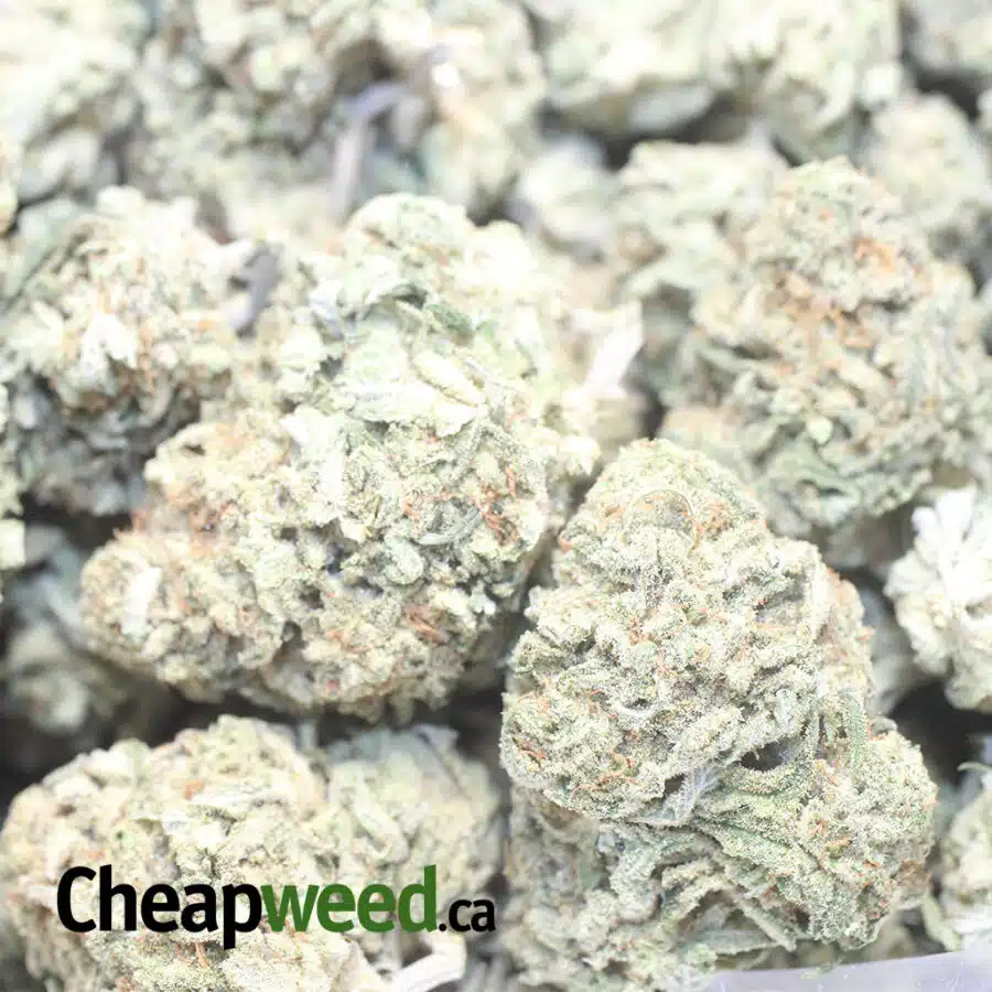 PINEAPPLE X SH 1 I Pineapple X Silver Haze