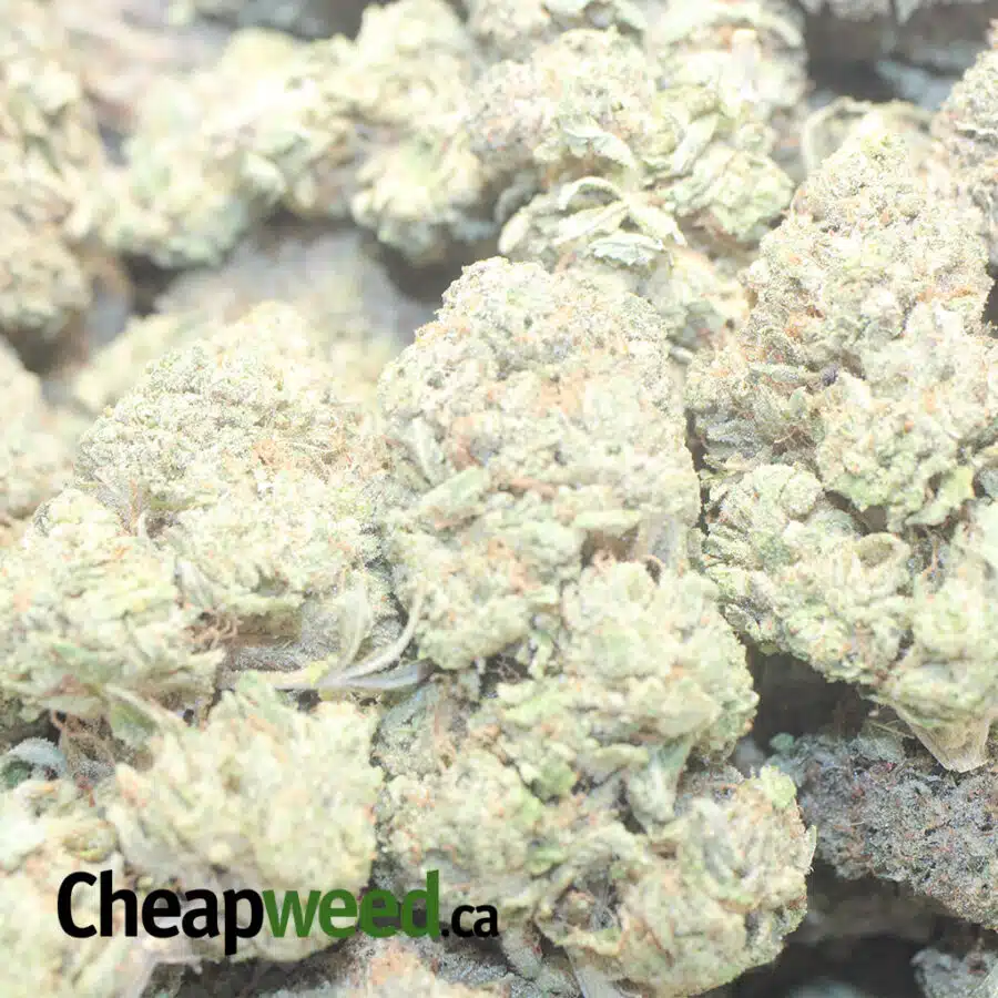 PINK BUBBA 1 I $77 Oz - Pink Bubba