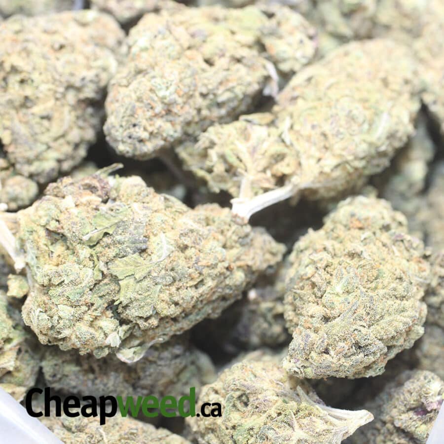 PNUKEN DOD 1 I Purple Nuken - *Deal of the Day*