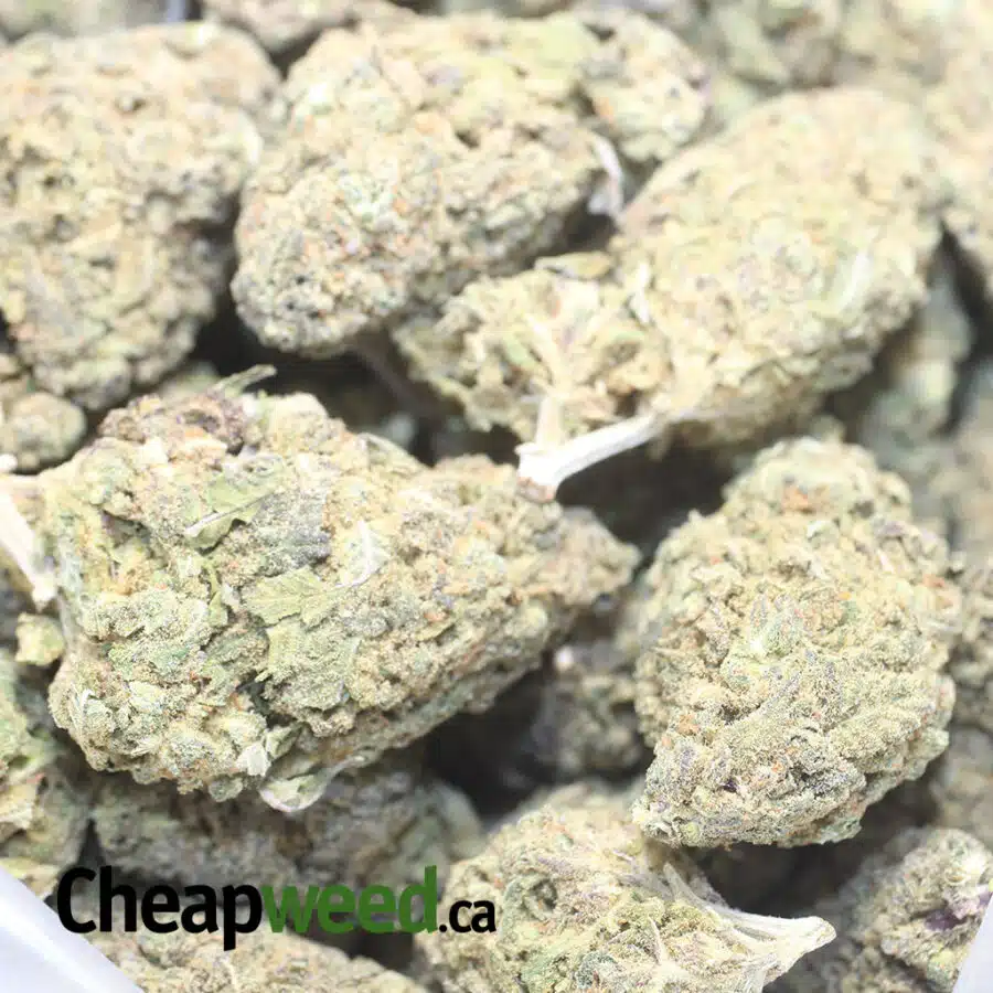 PNUKEN DOD 1 I Purple Nuken - *Deal of the Day*