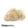 Purple Nuken - *Deal of the Day*