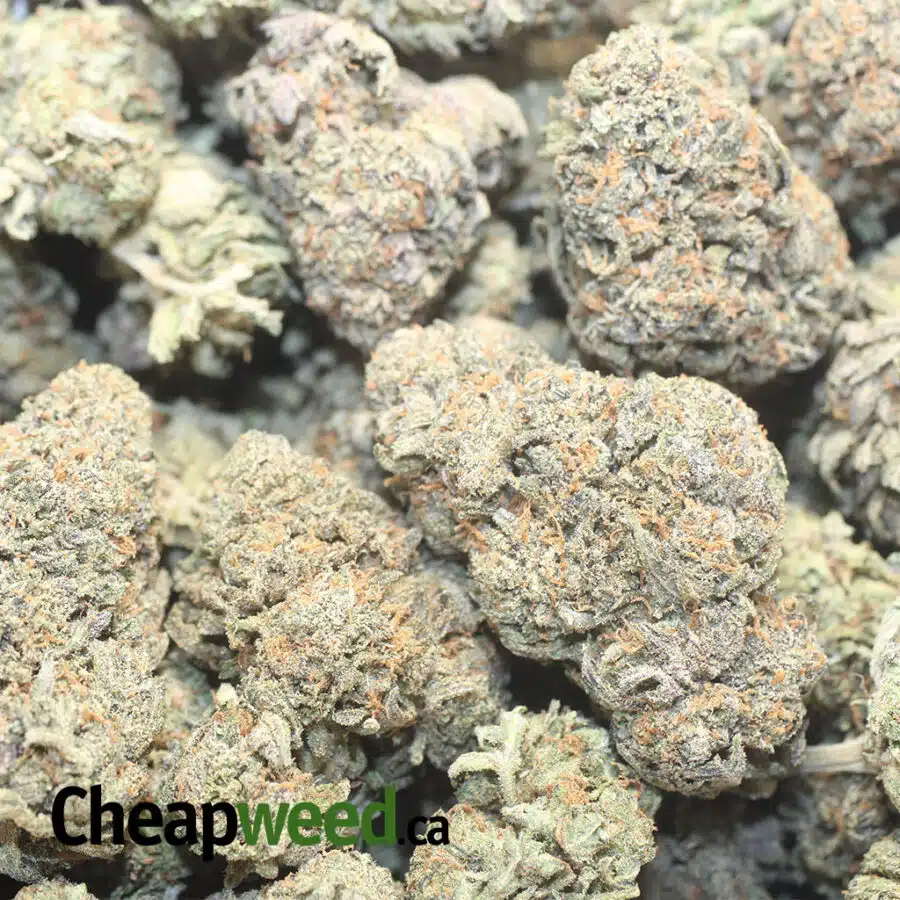 PUG BREATH 1 I $ 69 Oz - Pugs Breath