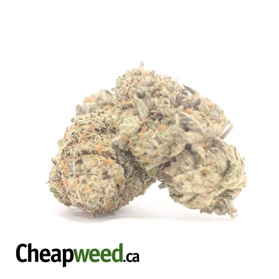 PUG BREATH 3 I $ 69 Oz - Pugs Breath